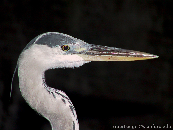 great blue heron